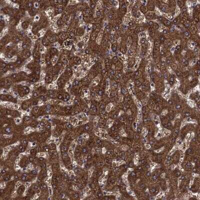 Immunohistochemistry-Paraffin: SHMT1 Antibody [NBP3-17022]