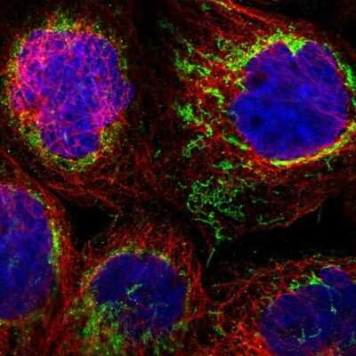 Immunocytochemistry/ Immunofluorescence: SHMT2 Antibody [NBP1-80754]