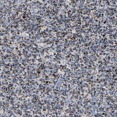 Immunohistochemistry-Paraffin: SHMT2 Antibody [NBP1-80754]