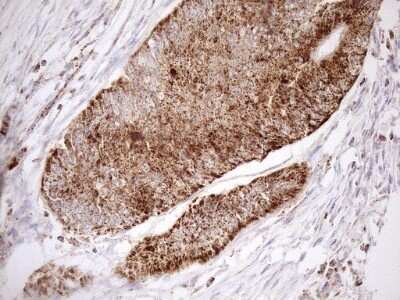 Immunohistochemistry: SHMT2 Antibody (OTI3E9) - Azide and BSA Free [NBP2-74171]