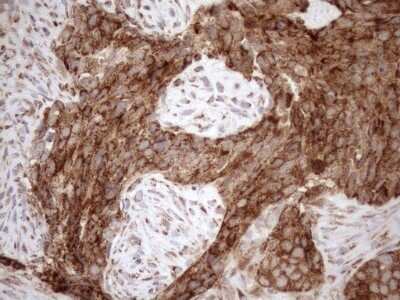 Immunohistochemistry: SHMT2 Antibody (OTI3E9) - Azide and BSA Free [NBP2-74171]