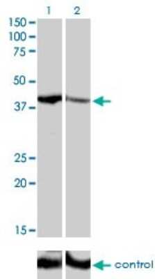 Western Blot: SHOX2 Antibody (1D1) [H00006474-M01]