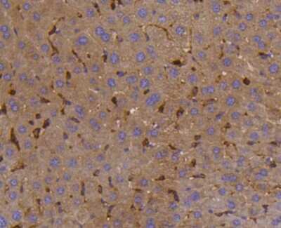 Immunohistochemistry-Paraffin: SHP-1 Antibody (SR41-02) [NBP2-67321]