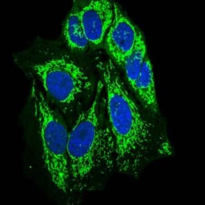Immunocytochemistry/ Immunofluorescence: SHP-2/PTPN11 Antibody (6D9) - BSA Free [NBP2-37454]