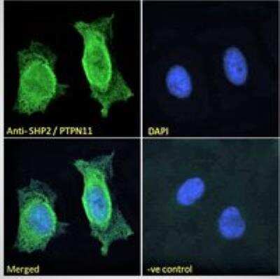 Immunocytochemistry/ Immunofluorescence: SHP-2/PTPN11 Antibody [NB100-806]