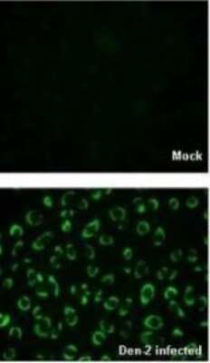 Immunocytochemistry/ Immunofluorescence: SHP-2/PTPN11 Antibody [NBP2-42920]