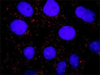 Proximity Ligation Assay: SHP-2/PTPN11 Antibody [H00005781-B02P]