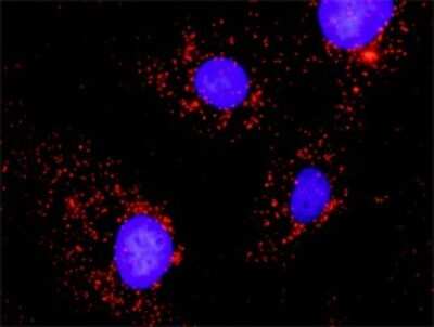 Proximity Ligation Assay: SHP-2/PTPN11 Antibody [H00005781-B02P]