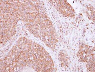 Immunohistochemistry-Paraffin: SIAH1 Antibody [NBP2-20356]
