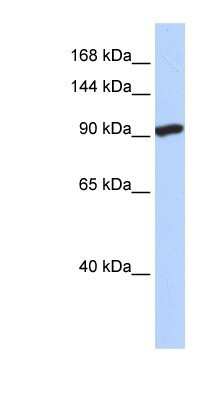 Western Blot: SIDT2 Antibody [NBP1-91551]