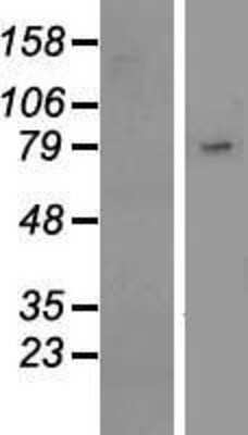 Western Blot: Siglec-10 Overexpression Lysate [NBL1-15957]