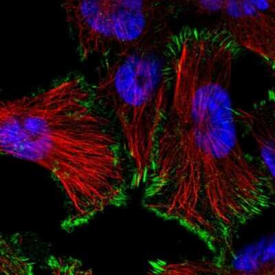 Immunocytochemistry/ Immunofluorescence: SIKE1 Antibody [NBP1-82152]
