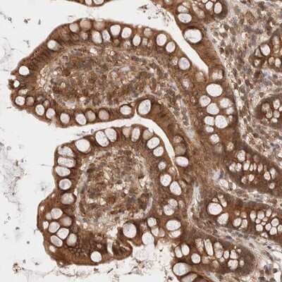 Immunohistochemistry-Paraffin: SIKE1 Antibody [NBP1-82152]