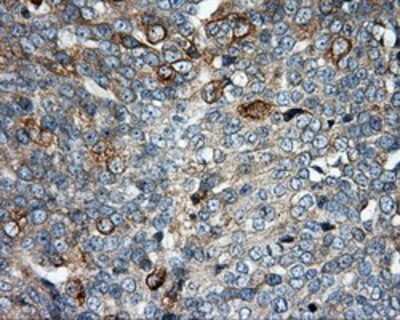 Immunohistochemistry-Paraffin: SIL1 Antibody (OTI3E3) [NBP2-02377]