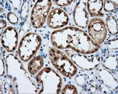Immunohistochemistry-Paraffin: SIL1 Antibody (OTI3E3) [NBP2-02377]