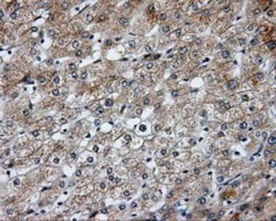 Immunohistochemistry-Paraffin: SIL1 Antibody (OTI3E3) [NBP2-02377]