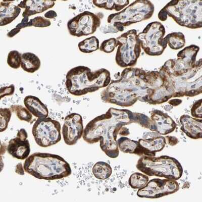Immunohistochemistry-Paraffin: SIL1 Antibody [NBP1-88713]