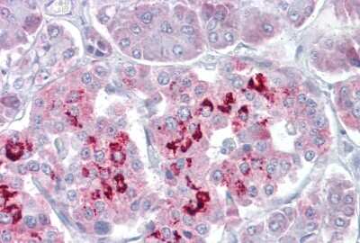 Immunohistochemistry: SIM1 Antibody [NBP2-84261]