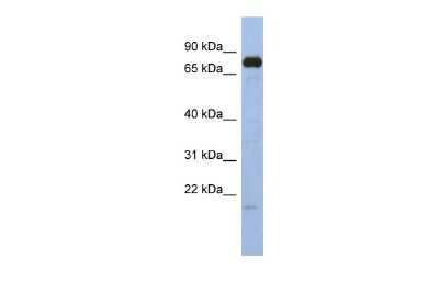 Western Blot: SIM1 Antibody [NBP2-84261]
