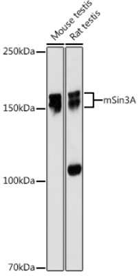 Western Blot: SIN3A Antibody (8V5B6) [NBP3-16124]