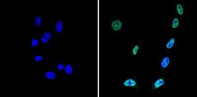 Immunocytochemistry/ Immunofluorescence: SIN3A Antibody [NB600-1263]