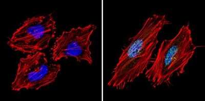Immunocytochemistry/ Immunofluorescence: SIN3A Antibody [NB600-1263]