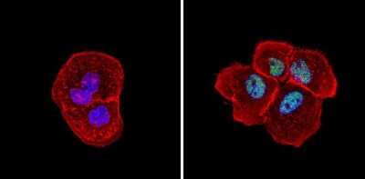 Immunocytochemistry/ Immunofluorescence: SIN3A Antibody [NB600-1263]