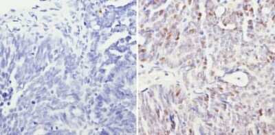 Immunohistochemistry-Paraffin: SIN3A Antibody [NB600-1263]