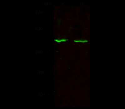 Western Blot: SIPA1 Antibody [NBP2-98740]