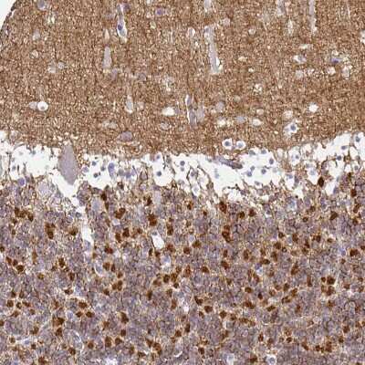 Immunohistochemistry-Paraffin: SIRP alpha/CD172a Antibody [NBP2-56723]