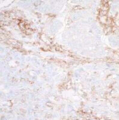Immunohistochemistry-Paraffin: SIRP alpha/CD172a Antibody (BLR049F) [NBP3-14675]