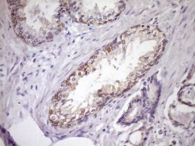 Immunohistochemistry: SIRP alpha/CD172a Antibody (OTI7B3) [NBP2-45849]