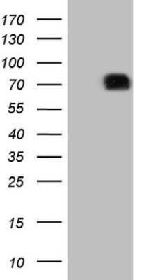 Western Blot: SIRP alpha/CD172a Antibody (OTI7B3) [NBP2-45849]