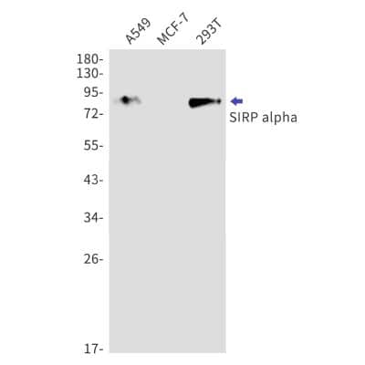Western Blot: SIRP alpha/CD172a Antibody (S08-1G4) [NBP3-14877]