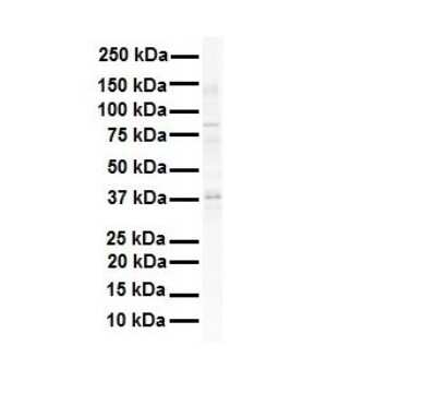 Western Blot: SIRT4 Antibody [NBP1-80002]