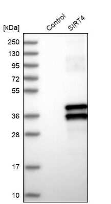 Western Blot: SIRT4 Antibody [NBP1-80747]