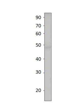 Western Blot: SIRT7 Antibody [NBP3-12346]