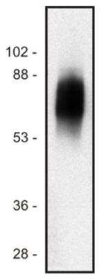 Western Blot: SIT1 Antibody (SIT-01)BSA Free [NB500-486]