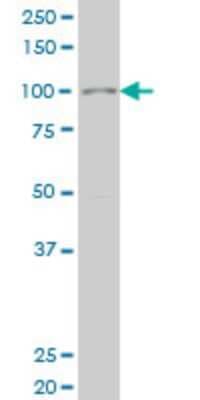 Western Blot: SIX4 Antibody (3B8) [H00051804-M05]