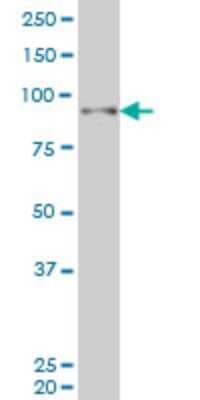 Western Blot: SIX4 Antibody (7F1) [H00051804-M02]