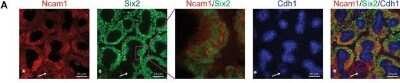 Immunocytochemistry/ Immunofluorescence: SIX2 Antibody (3D7) [H00010736-M01]