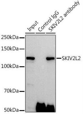 Immunoprecipitation: SKIV2L2 Antibody - BSA Free [NBP2-94315]