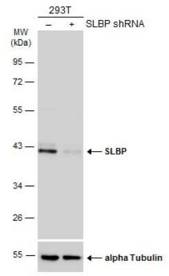 Knockdown Validated: SLBP Antibody [NBP3-12936]