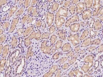 Immunohistochemistry-Paraffin: SLC13A1 Antibody [NBP2-98609]