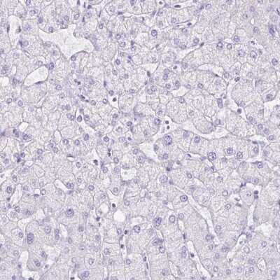 Immunohistochemistry-Paraffin: SLC13A2 Antibody [NBP1-82604]