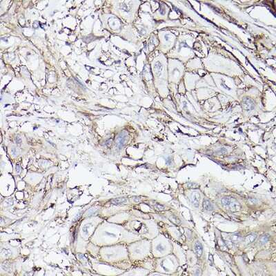 Immunohistochemistry-Paraffin: SLC16A3 Antibody - Azide and BSA Free [NBP2-94186]