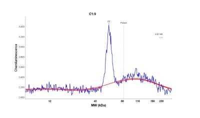 Simple Western: SLC16A3 Antibody [NBP1-81251]