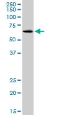 Western Blot: SLC17A4 Antibody (3E4) [H00010050-M03]