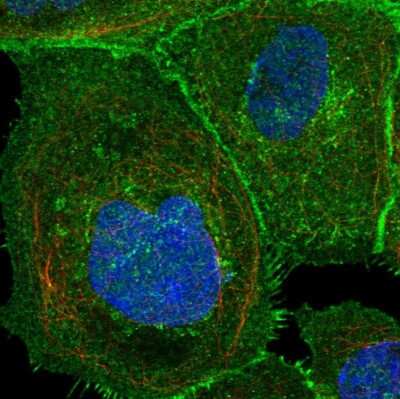 Immunocytochemistry/ Immunofluorescence: SLC1A5 Antibody [NBP1-89328]