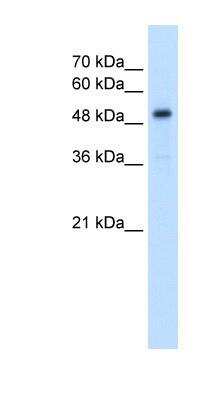Western Blot: SLC1A5 Antibody [NBP1-59732]